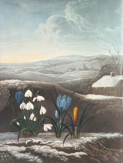 The Snowdrop by Abraham Pether